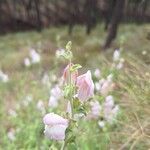 Antirrhinum hispanicum Flower