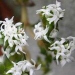 Crassula alpestris Flor