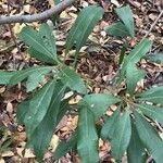 Morella cerifera 葉
