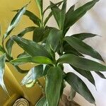 Dracaena braunii Blatt