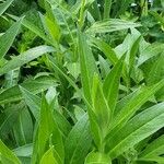 Centaurea montana Leaf