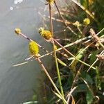 Baldellia ranunculoides 花