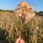 Typha latifolia Blatt