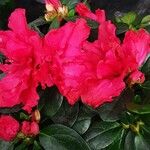 Rhododendron alabamense Цвят