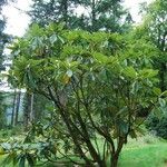 Rhododendron sinogrande Характер