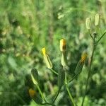 Crepis pulchra Квітка