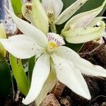 Prosthechea fragrans Flower