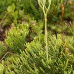 Lycopodium tristachyum Habitus