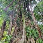 Ficus benghalensisBark