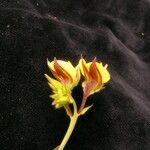 Crotalaria alata Natur