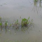 Alisma plantago-aquatica Leht