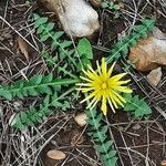 Aposeris foetida Flower