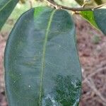 Myrsine umbellata Hoja