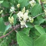 Lonicera xylosteum