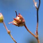 Saxifraga carpetana Flower