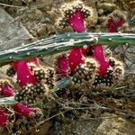 Salmonopuntia salmiana Habit