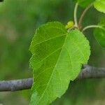 Malus coronaria Leaf