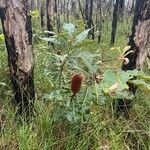 Banksia robur पत्ता
