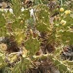 Opuntia dillenii Other