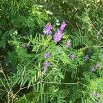 Vicia tenuifolia 葉