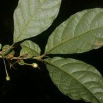 Aegiphila costaricensis Fruit