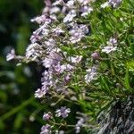 Gypsophila repens Blüte