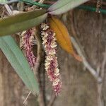 Rhipidoglossum rutilum Flower