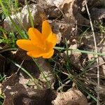 Crocus flavus Blüte