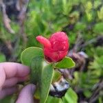 Costus spicatus Flor