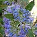 Caryopteris × clandonensis Çiçek