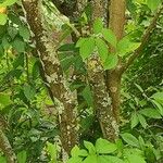Photinia villosa Corteccia