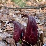 Symplocarpus foetidus Lorea