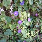 Ipomoea purpurea Habit