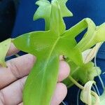Philodendron panduriforme ഇല