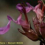 Teucrium lucidum Квітка