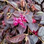 Loropetalum chinense Blad