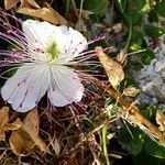 Capparis spinosa Blüte