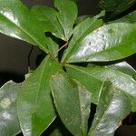 Cynometra retusa Hoja