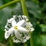 Trichosanthes cucumerina Virág
