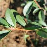 Pyracantha fortuneana Folha