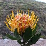 Leucospermum cordifolium Blodyn