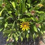 Gazania linearisFloare