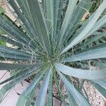 Yucca filamentosa Leaf