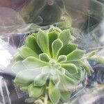 Sempervivum tectorum叶