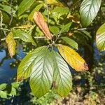 Frangula caroliniana Leaf