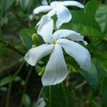 Ervatamia coronaria Цвят