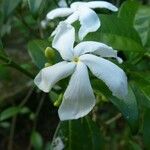 Ervatamia coronaria Blomma