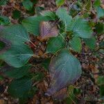 Cornus kousa برگ