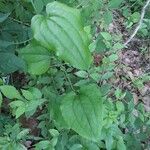 Smilax tamnoides Blatt