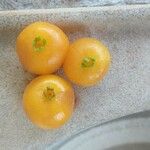 Ximenia americana Fruit